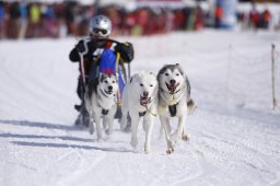 Lenk 2013